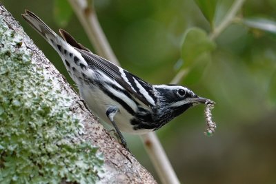 Black-and-white warbler with caterpillar