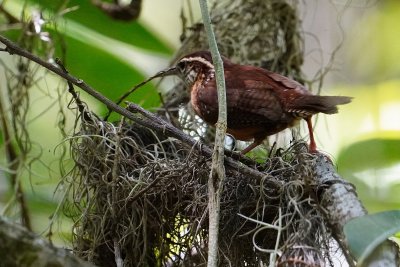 Carolina wren