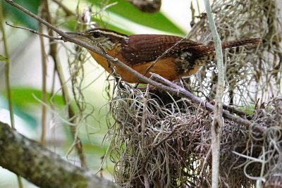 Carolina wren