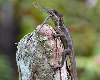 Basilisk lizard with a dragonfly