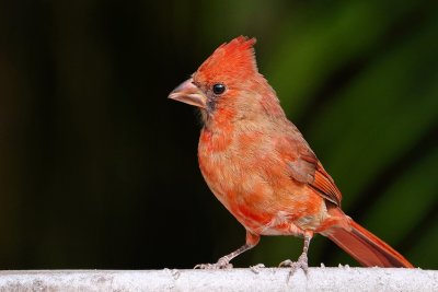 Northern cardinal on the planter
