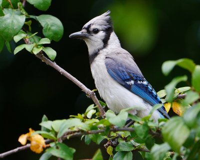 Blue jay in my yard