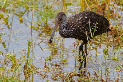 Limpkin with a snail