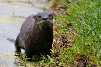 River otter on the bank