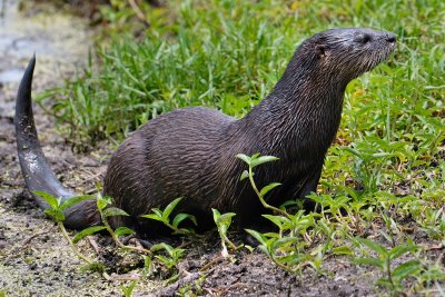 River otter looking around for threats