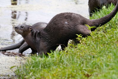 River otter heading back to the water