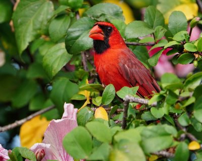 Male cardinal in a hibiscus