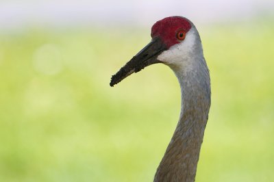 Sandhill crane closeup