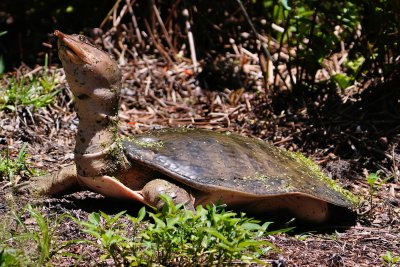 Florida softshell turtle laying eggs