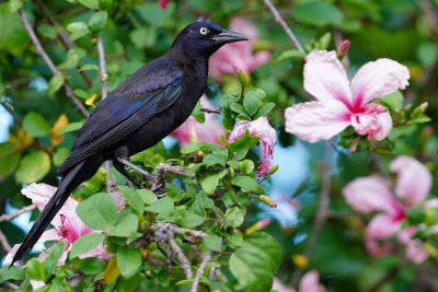 Grackle in the hibiscus
