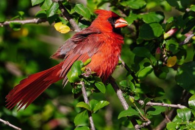 Northern cardinal in the hibiscus