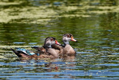 Wood ducks