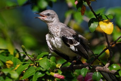 Young mockingbird in my hibiscus