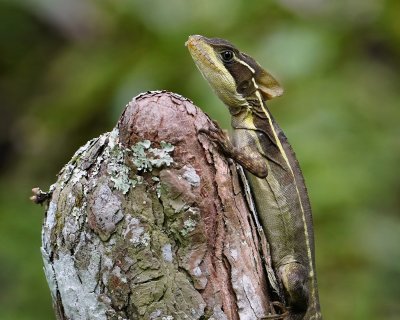 Basilisk lizard on a cypress stump, closeup
