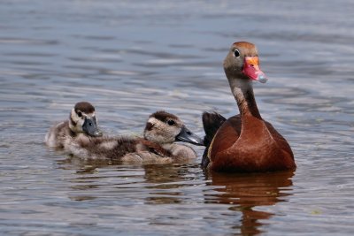 Black-bellied whistling duck with ducklings