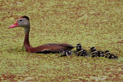 Black-bellied whistling duck with ducklings