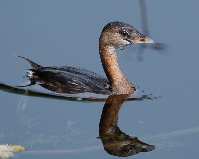 Pied-billed grebe