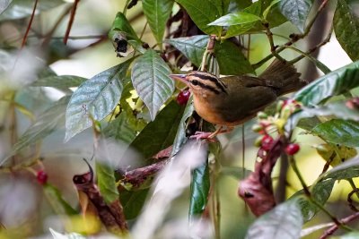 Worm-eating warbler