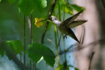 Ruby-throated hummingbird at a flower