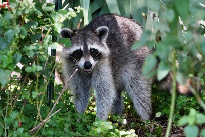 Raccoon staring while chewing