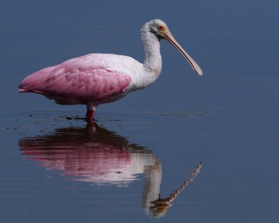 Roseate spoonbill