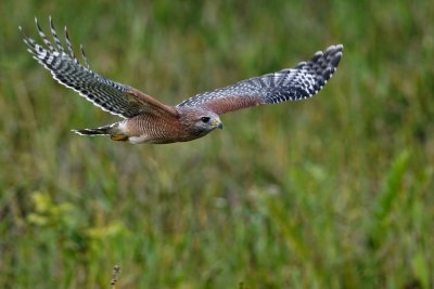 Red-shouldered hawk flying off