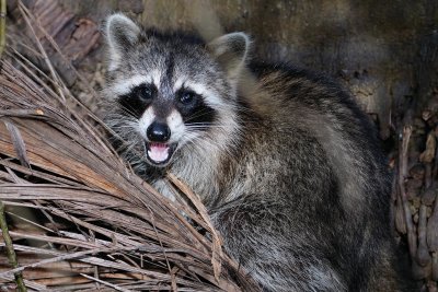 Young raccoon eating