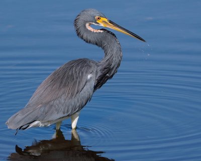 Tricolor heron