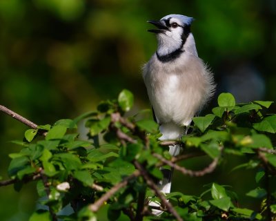 Blue jay calling out in the yard