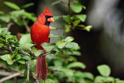 Male northern cardinal in the hibiscus