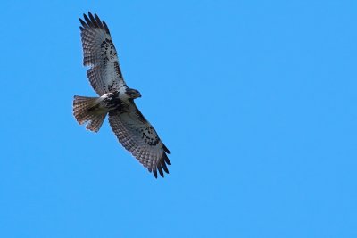 Red-tailed hawk circling the house
