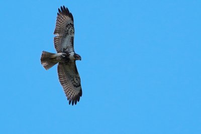 Red-tailed hawk circling the house