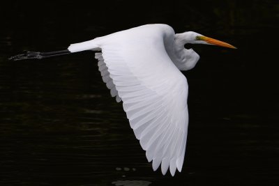 Great egret soaring past, low over the water