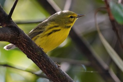 Prairie warbler