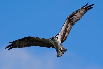 Osprey in flight - intense stare