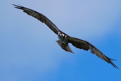 Osprey's intense stare in flight