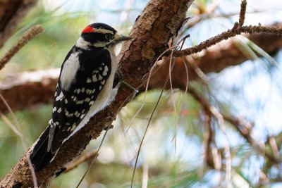 Downy woodpecker