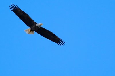 Bald eagle circling overhead