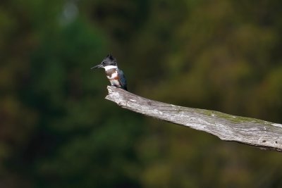 Belted kingfisher showing her colored side