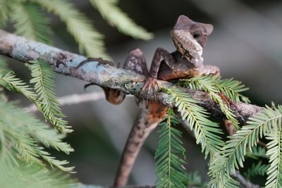 Basilisk lizard climbing the tree