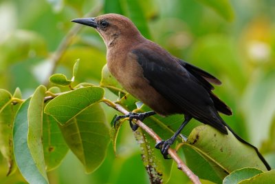 Female boat-tailed grackle