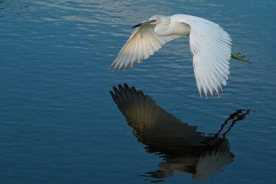 Juvenile little blue heron and flying reflection