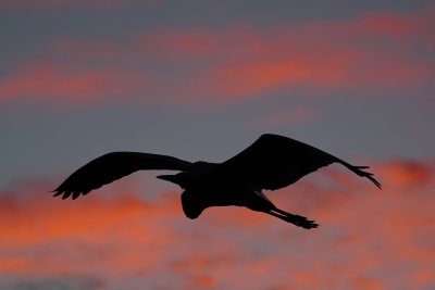 Great blue heron silhouetted by dusk sunset colors