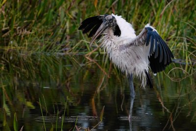Wood stork drying off after a bath