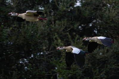 Noisy Egyptian geese in flight
