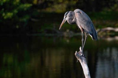 Great blue heron perched over the water