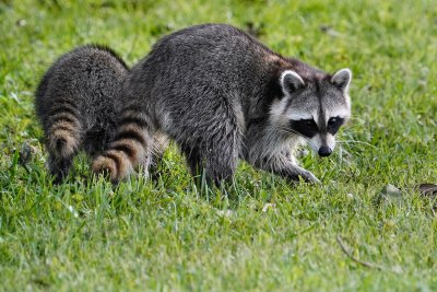 Pair of young raccoons walking the levee