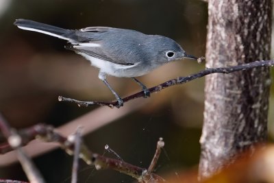 Blue-grey gnatcatcher with a meal