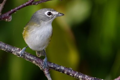 Blue-headed vireo in the trees