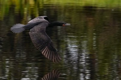 Cormorant flying low over the water